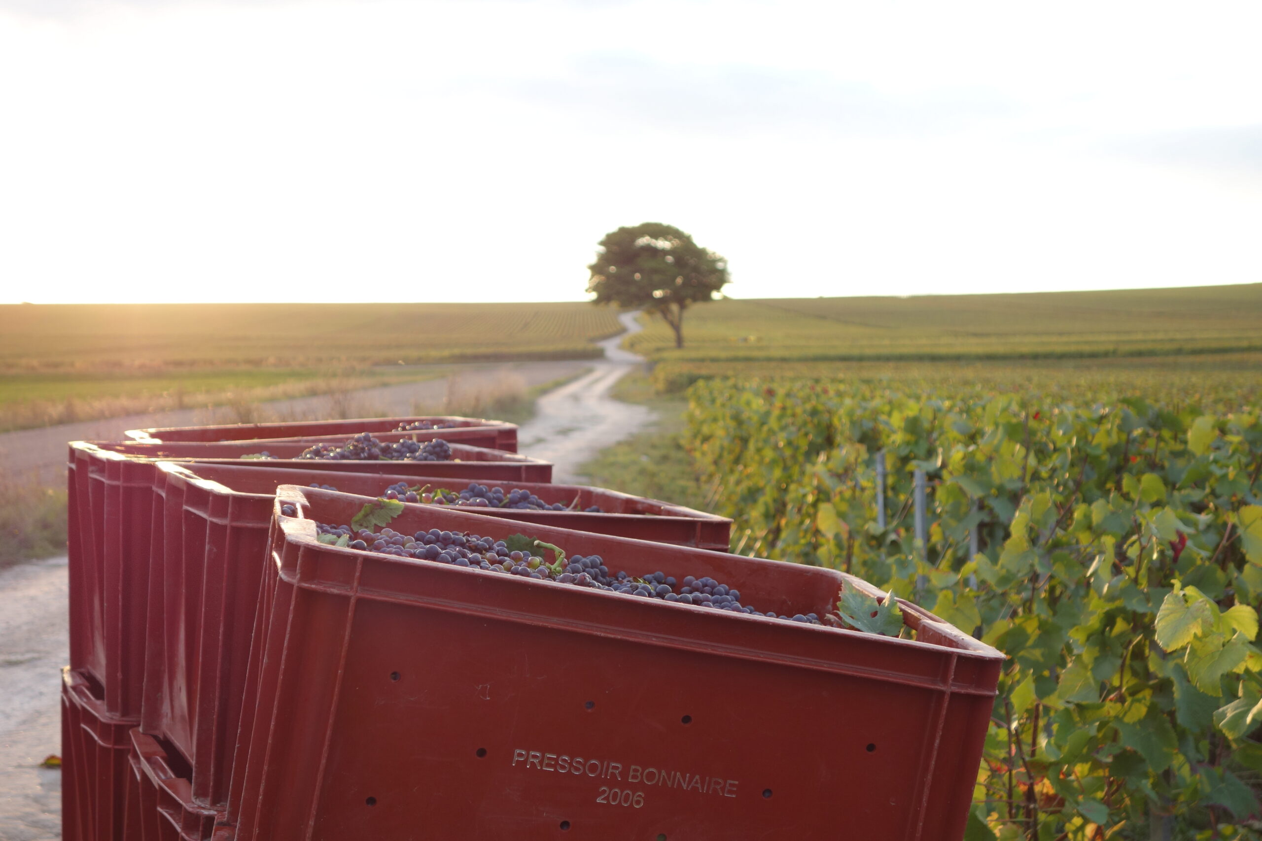 The movement of grower champagnes - Champagne Club Site